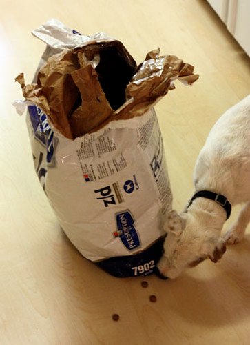 Feed gear for dogs