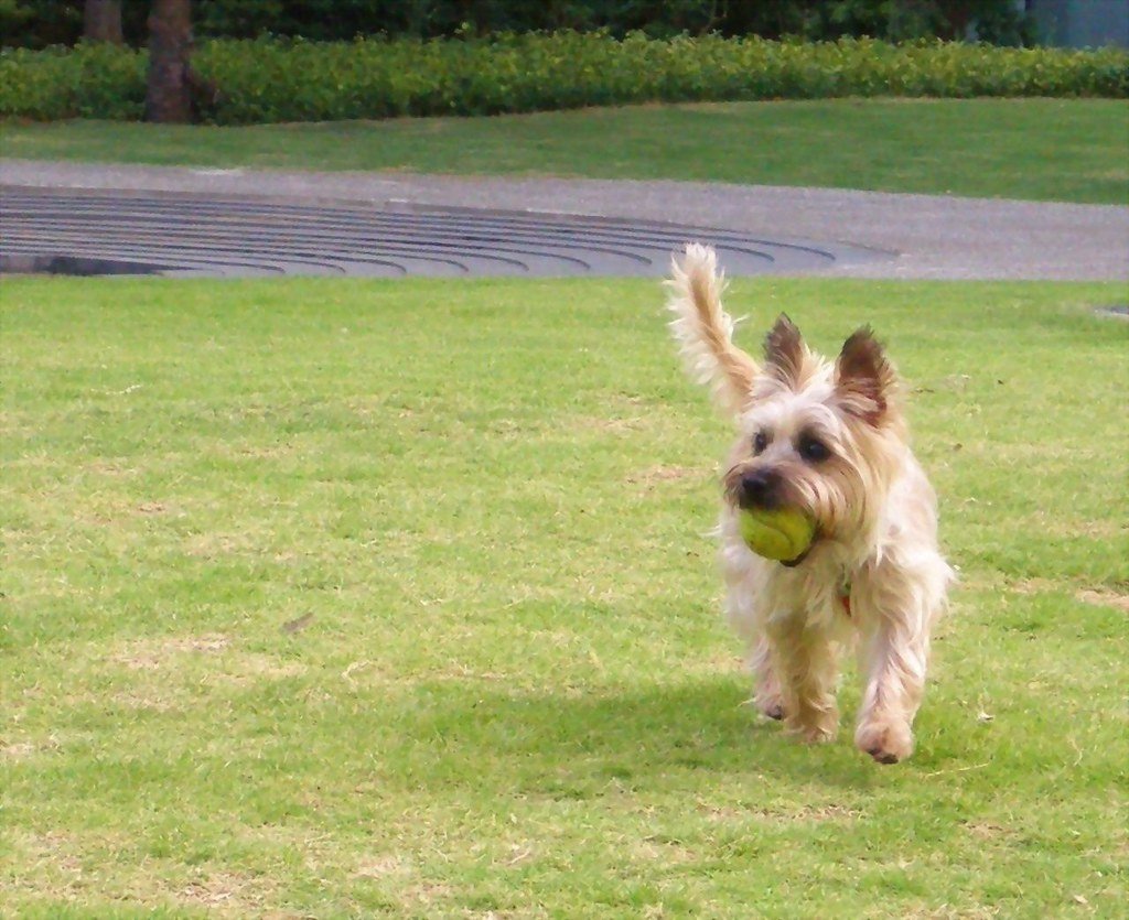 Play gear for dogs