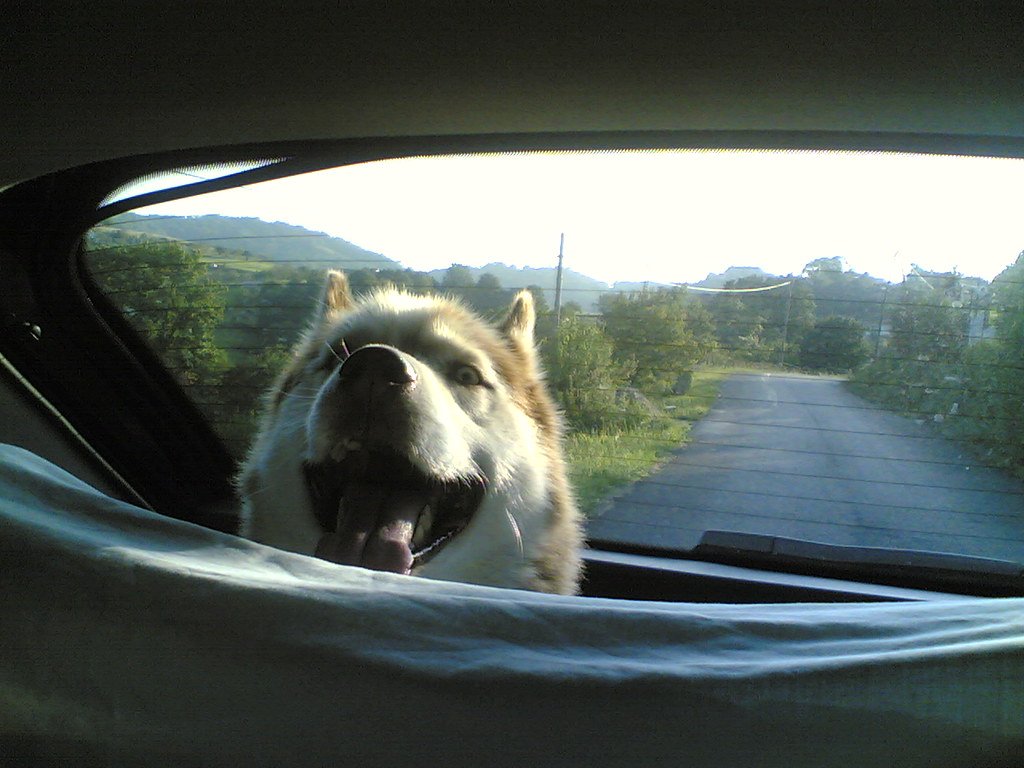 Travel gear for dogs