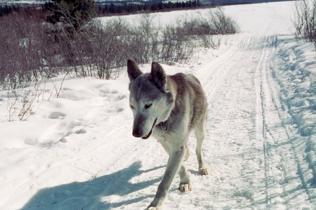 Walk gear for dogs