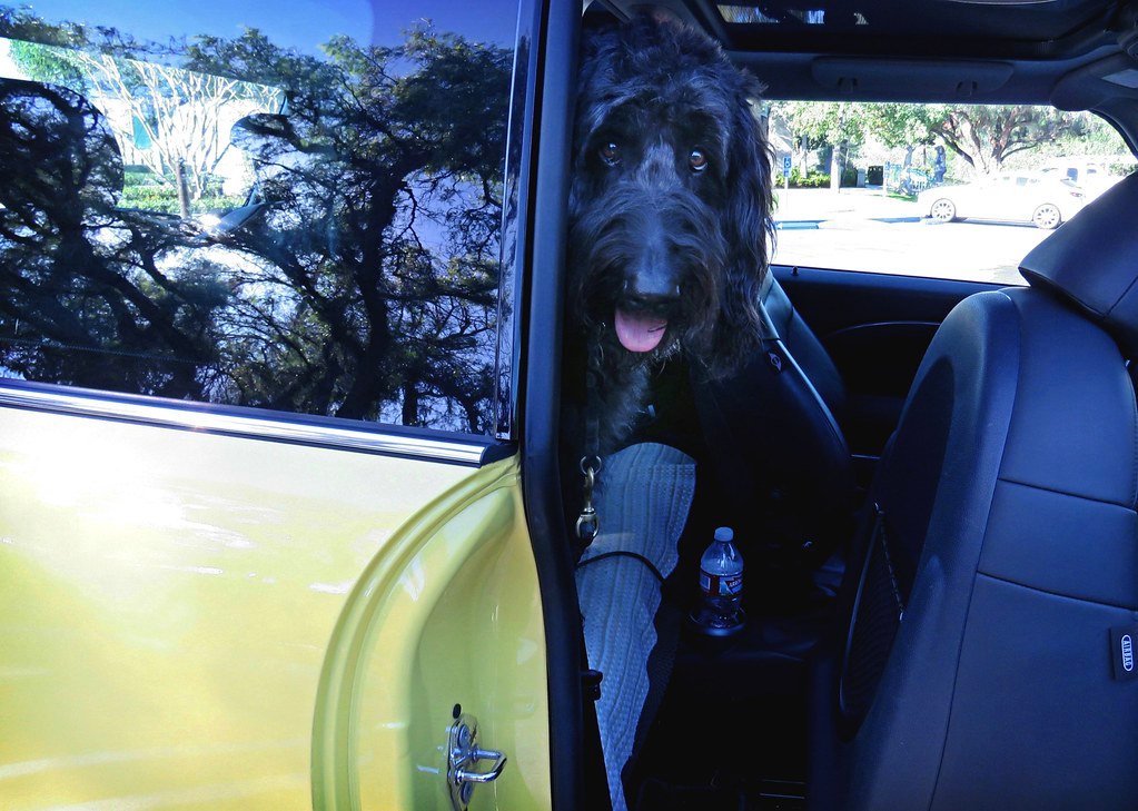 Car Travel Safety for Dogs: The Honest Guide