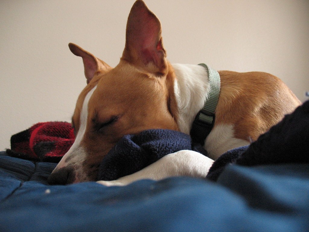 Orthopedic Bolster Bed view 2