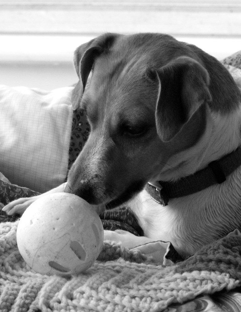 Pet Ball Toy
