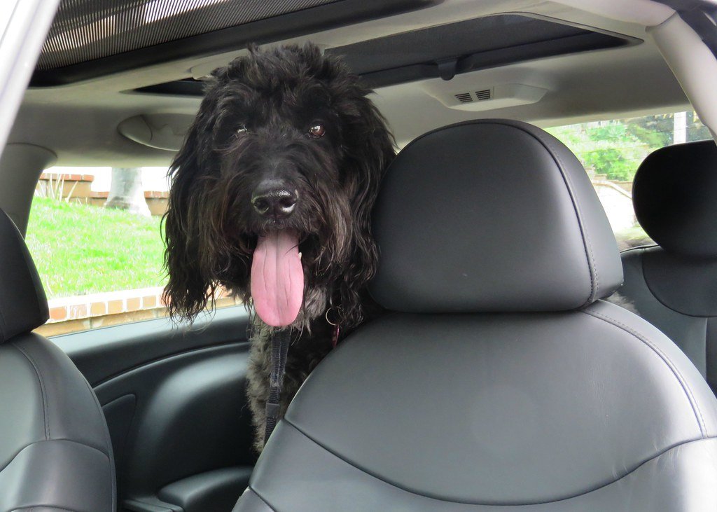 Multifunctional Pet Car Bed