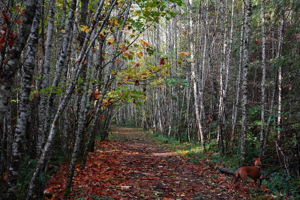A dog outdoors in autumn