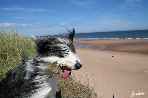 A dog outdoors in summer