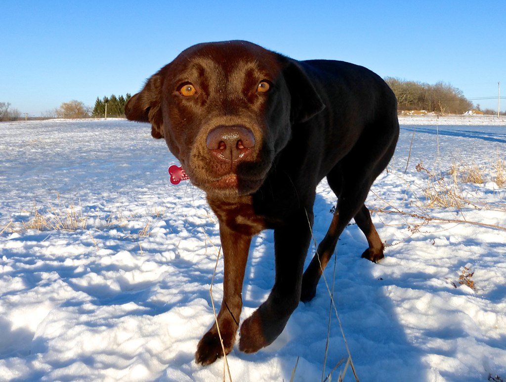 A dog outdoors in winter